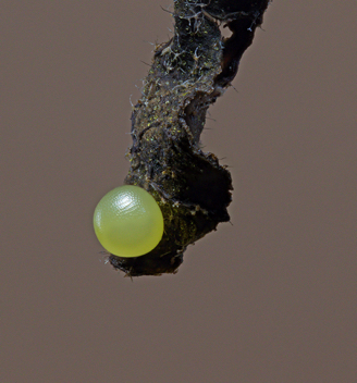 Little Wood-Satyr egg